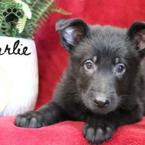 Charlie, German Shepherd Puppy